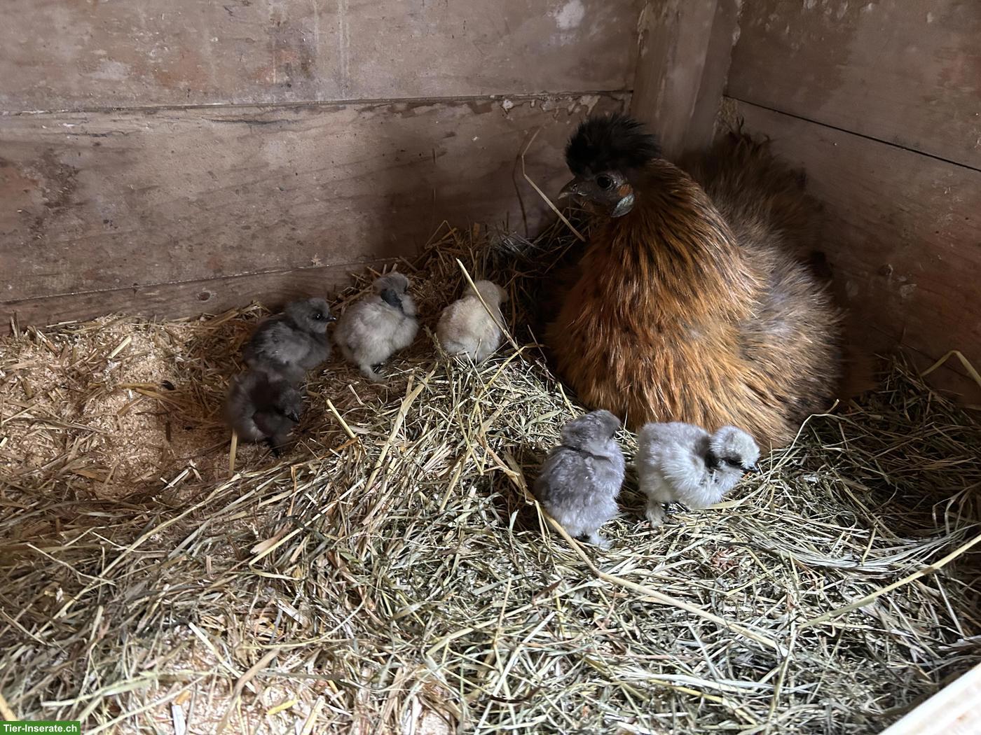 4 Seidenhuhn Küken zu verkaufen