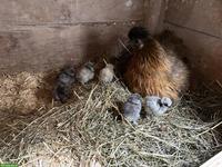 4 Seidenhuhn Küken zu verkaufen