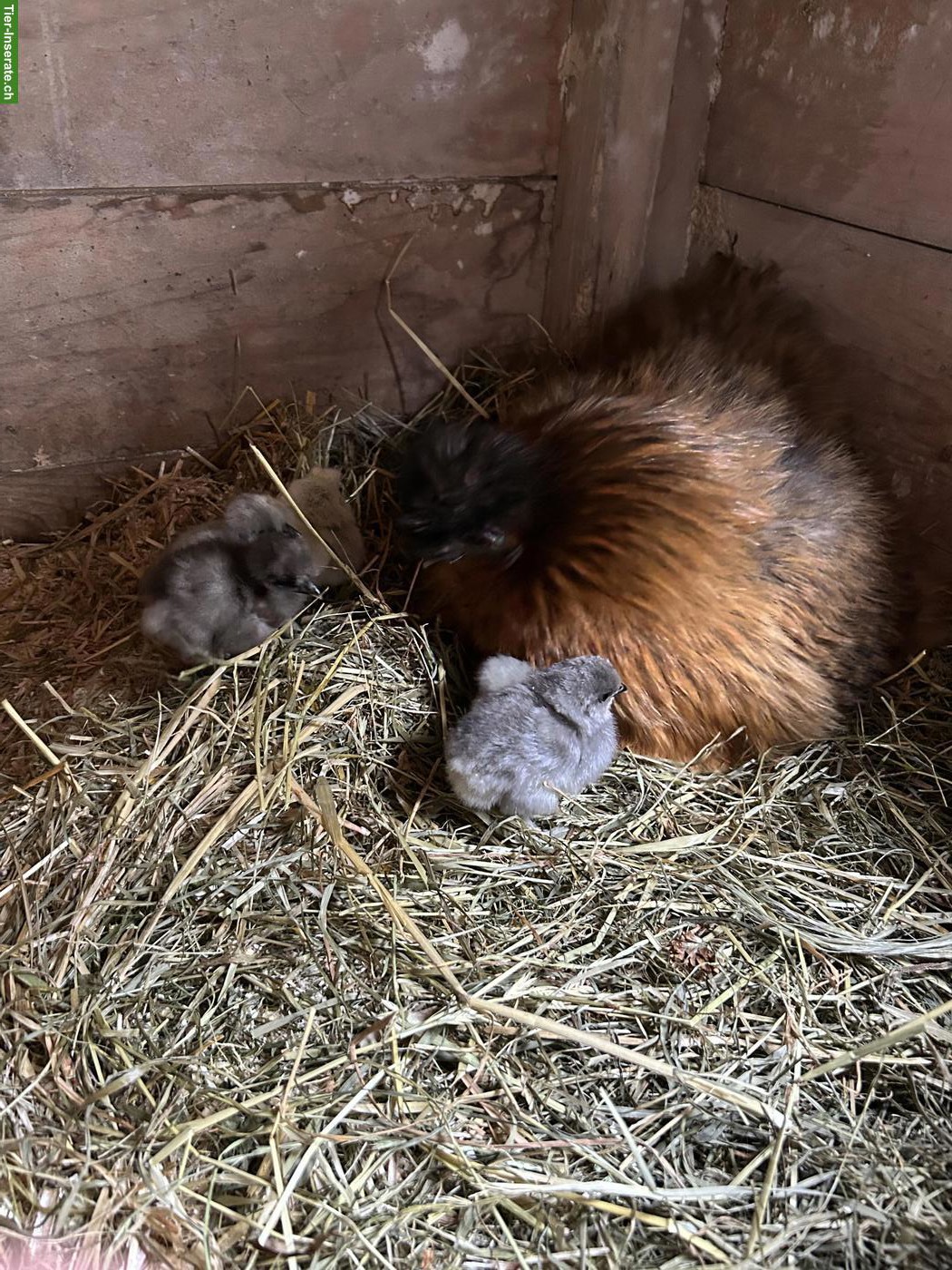 Bild 2: 4 Seidenhuhn Küken zu verkaufen