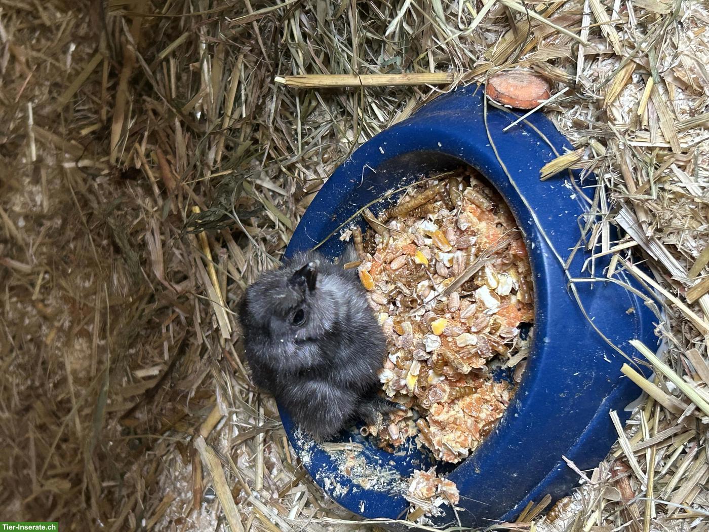 Bild 3: 4 Seidenhuhn Küken zu verkaufen