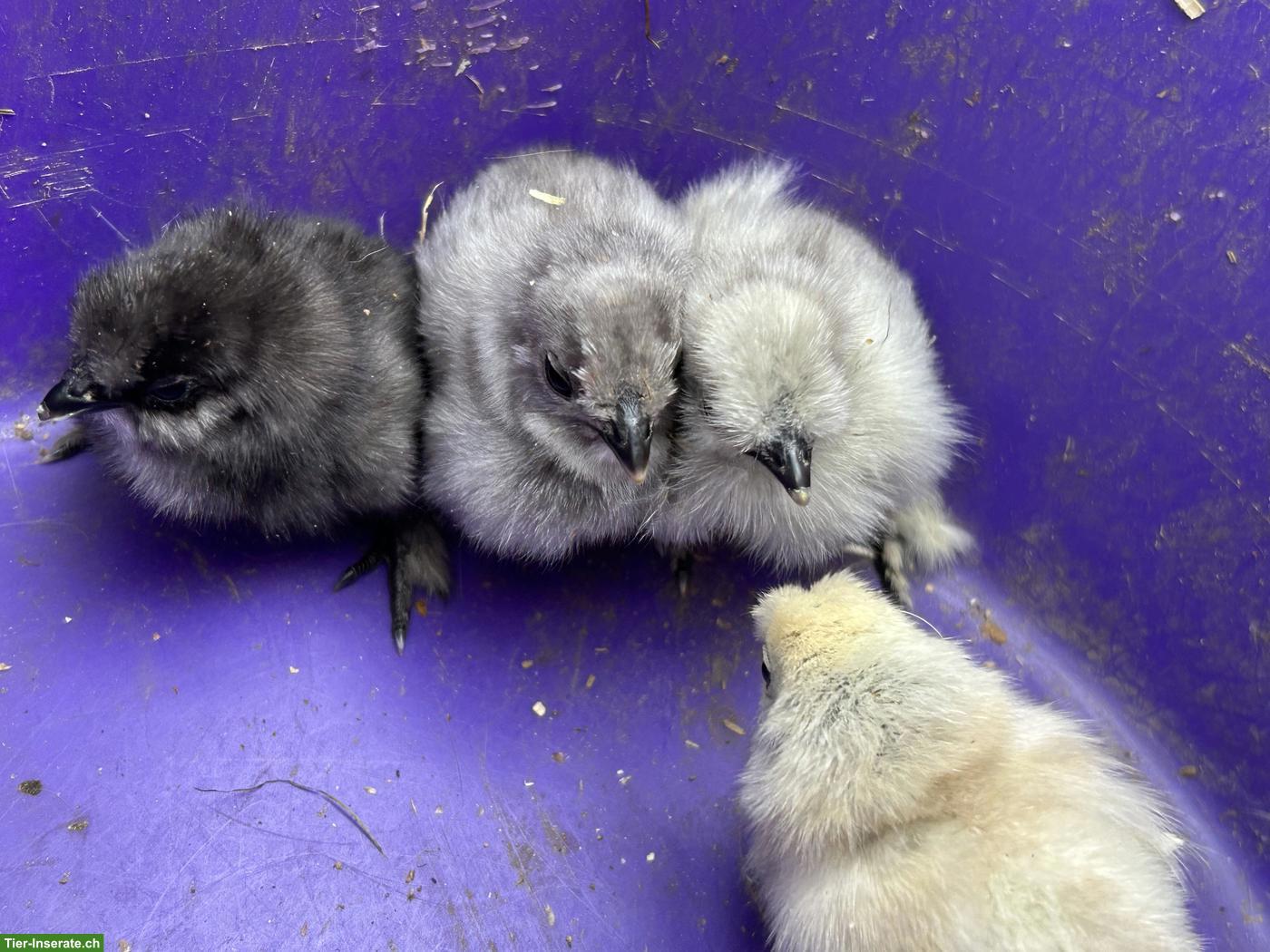 Bild 4: 4 Seidenhuhn Küken zu verkaufen