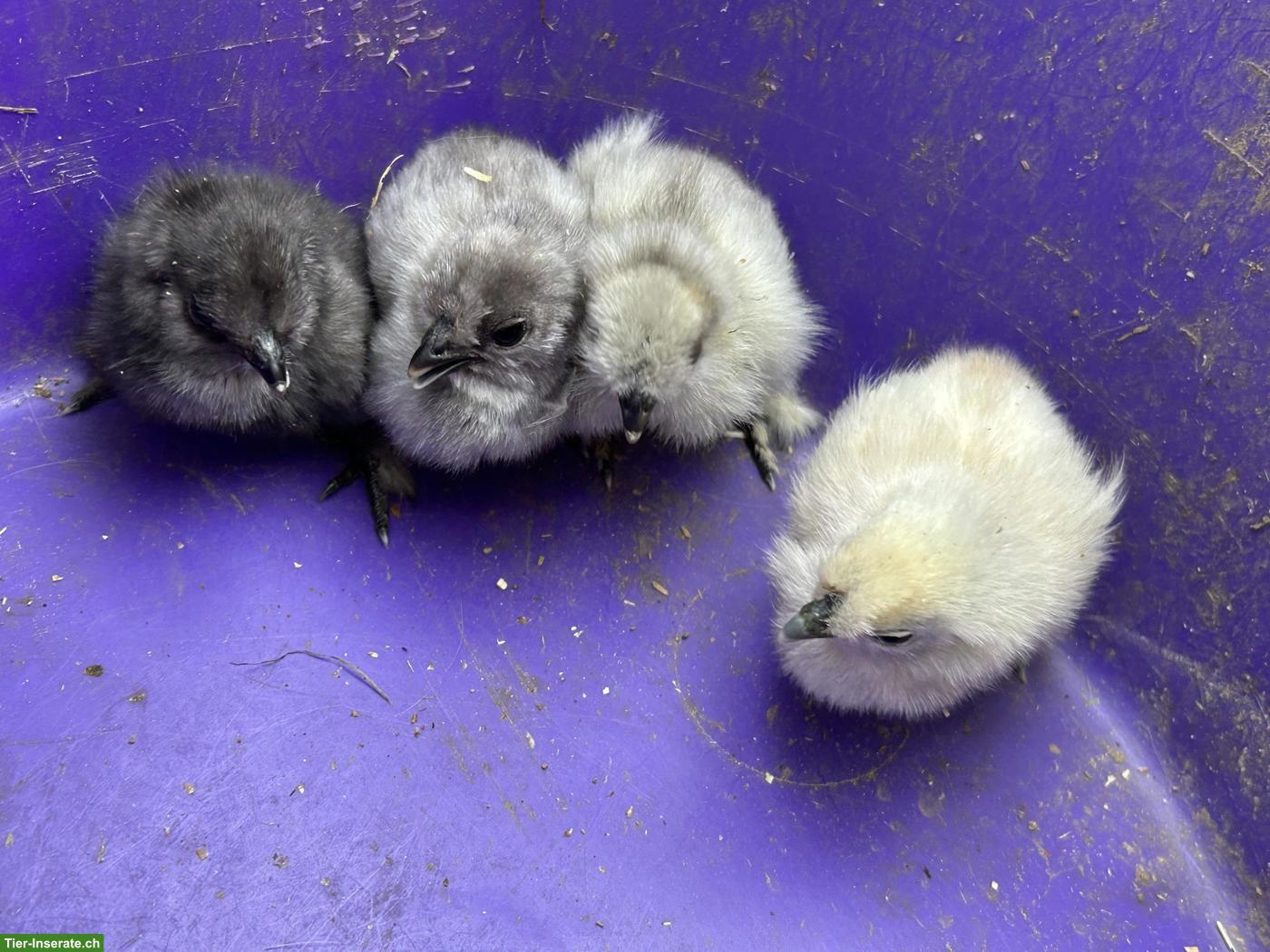Bild 5: 4 Seidenhuhn Küken zu verkaufen