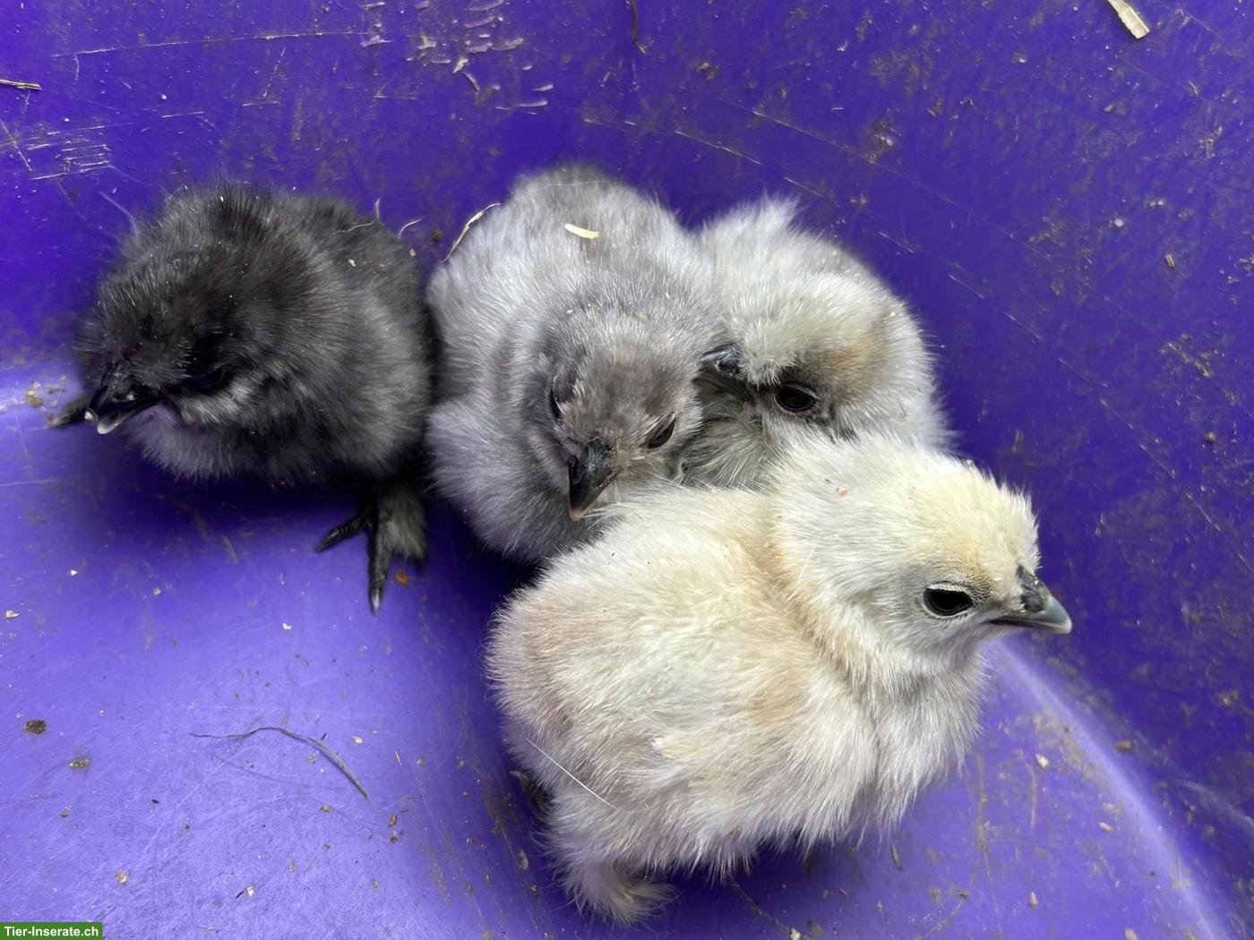 Bild 6: 4 Seidenhuhn Küken zu verkaufen
