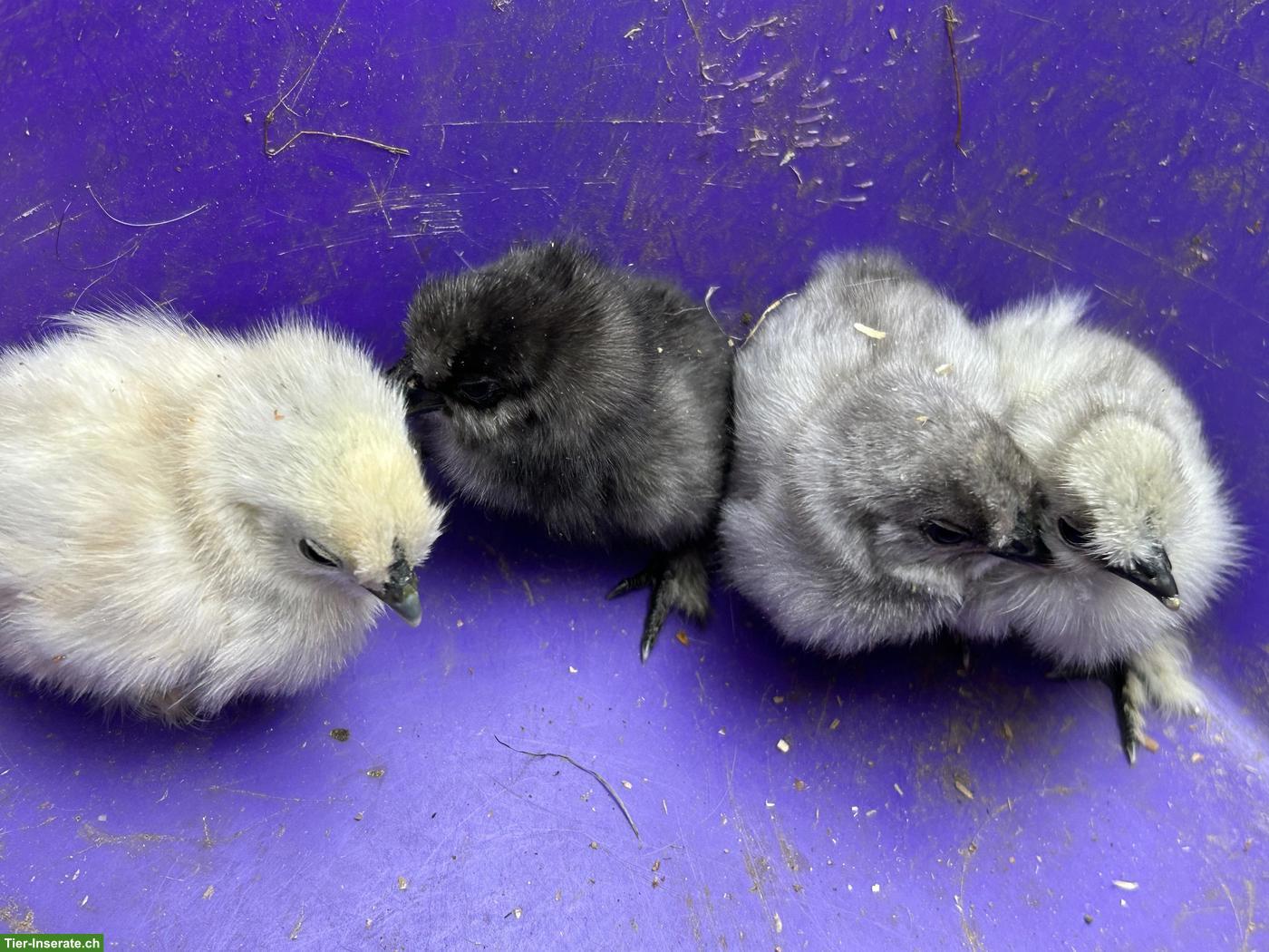 Bild 7: 4 Seidenhuhn Küken zu verkaufen