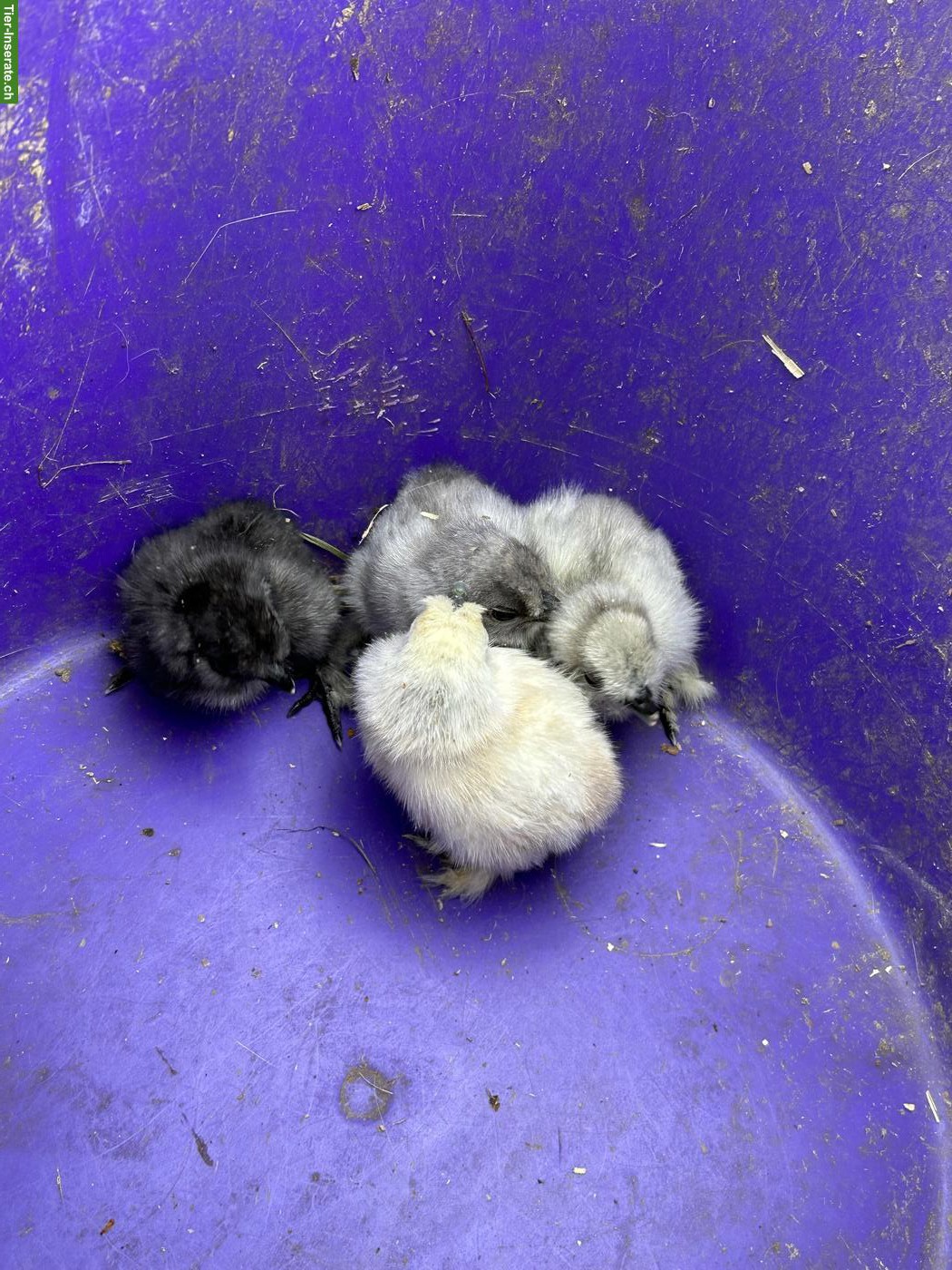 Bild 8: 4 Seidenhuhn Küken zu verkaufen