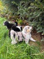 Mini Australian Shepherd Welpen