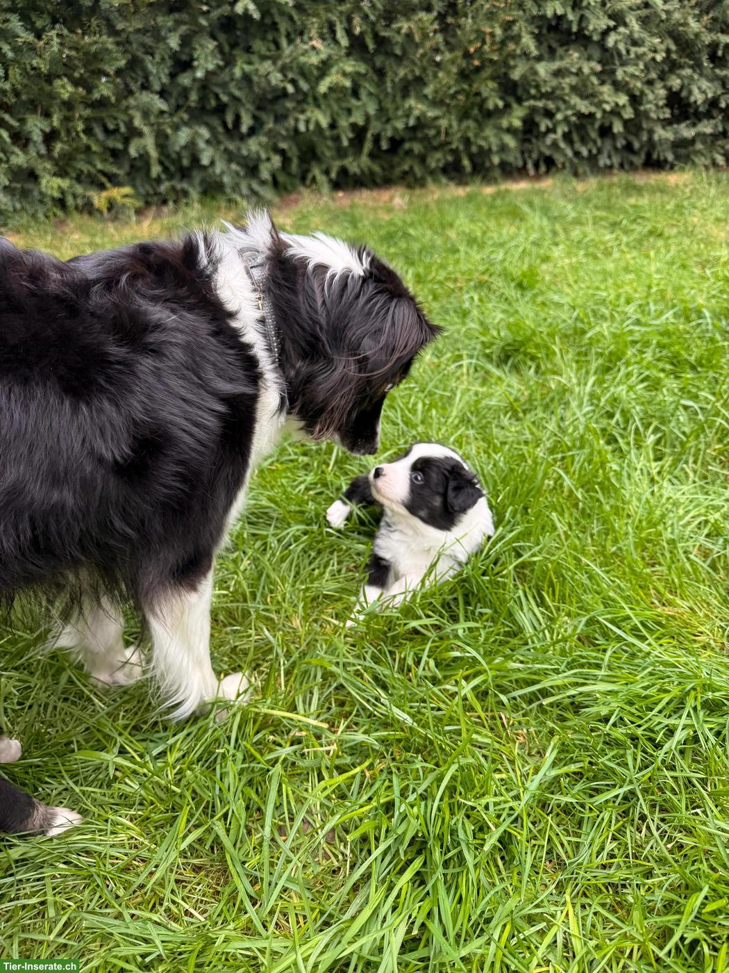 Bild 2: Mini Australian Shepherd Welpen