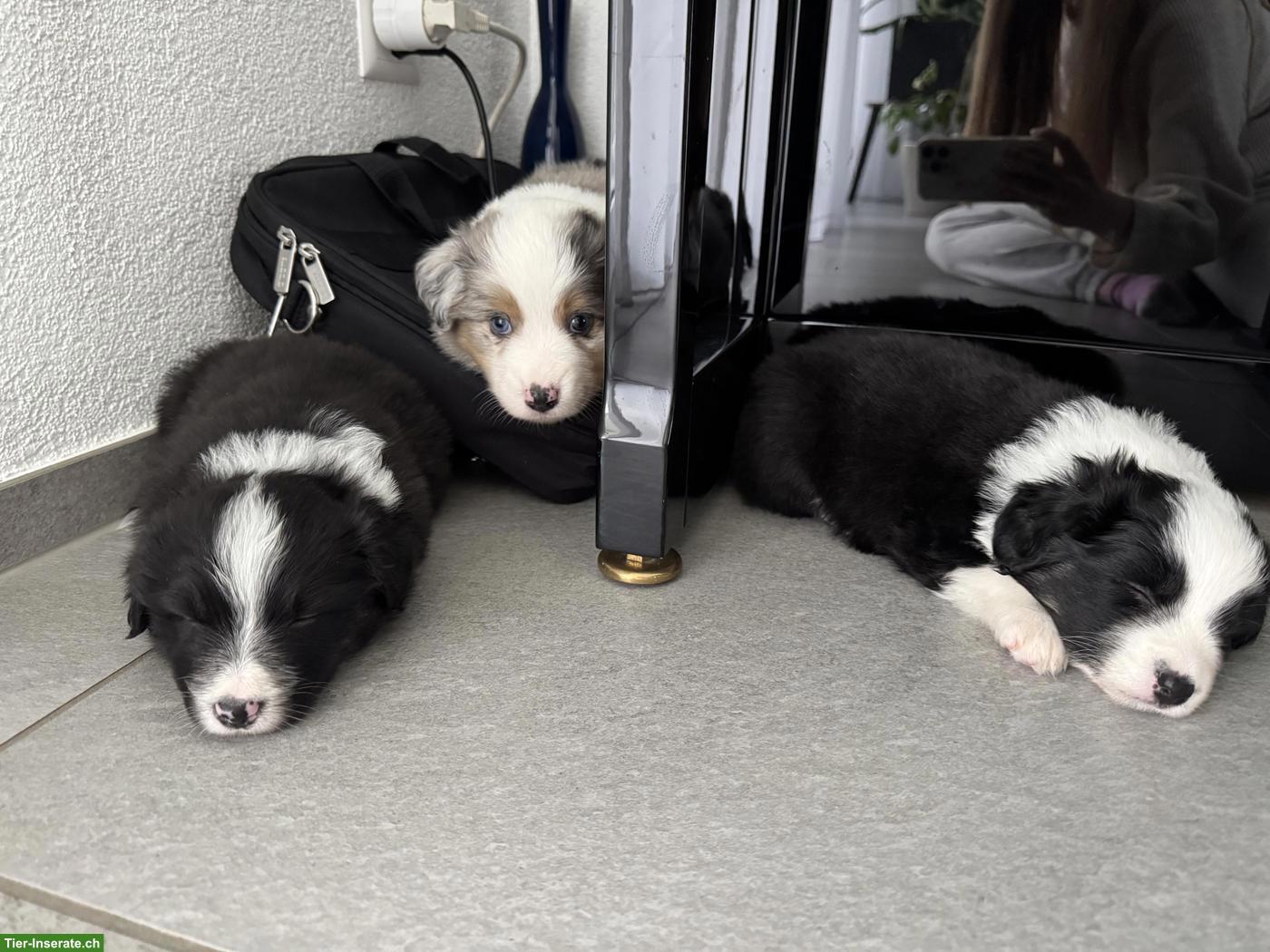 Bild 3: Mini Australian Shepherd Welpen