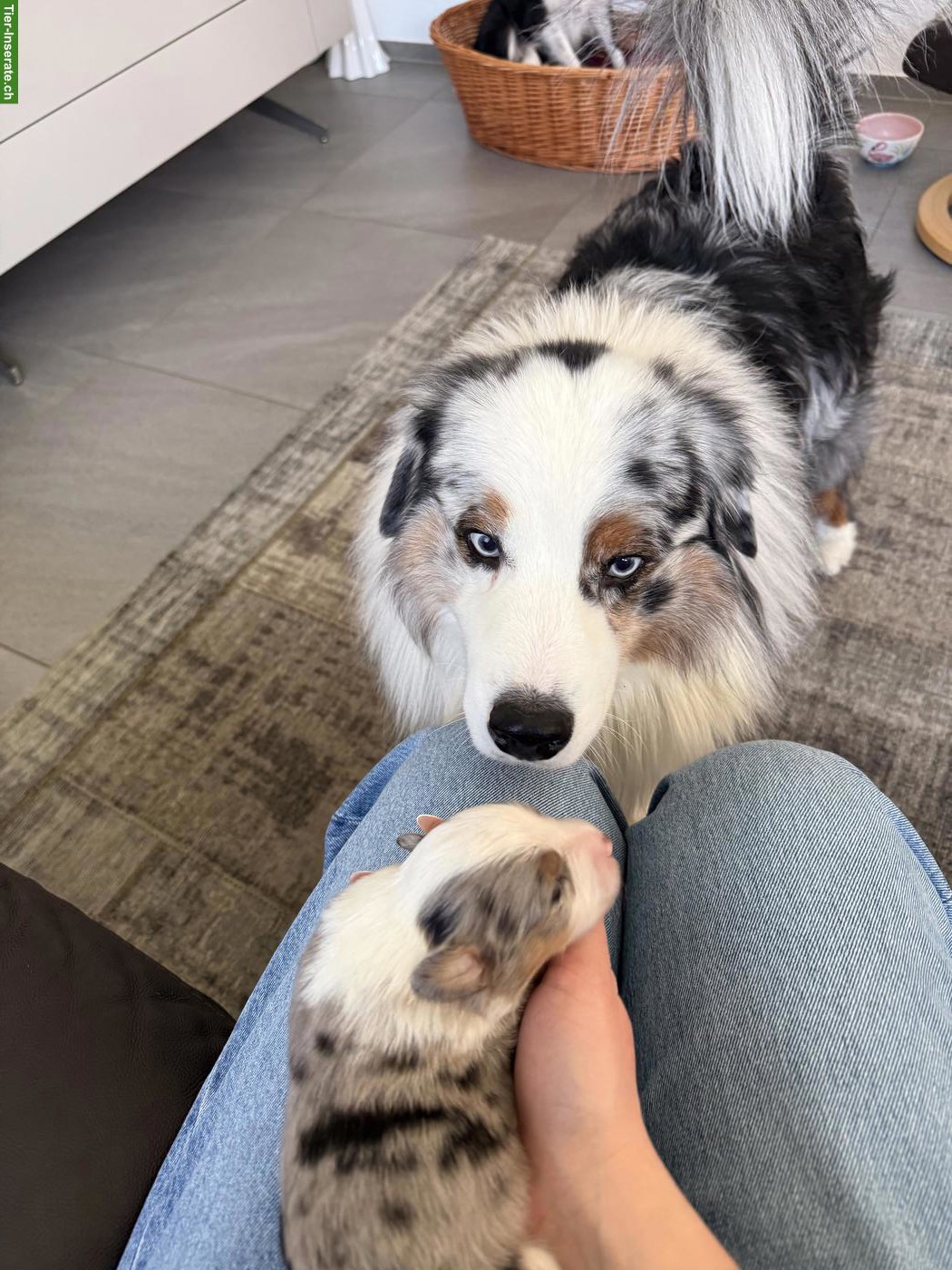 Bild 4: Mini Australian Shepherd Welpen