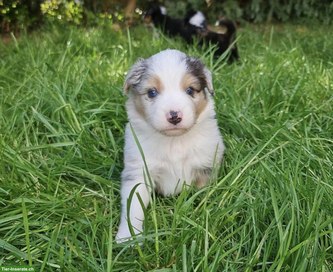 Bild 5: Mini Australian Shepherd Welpen