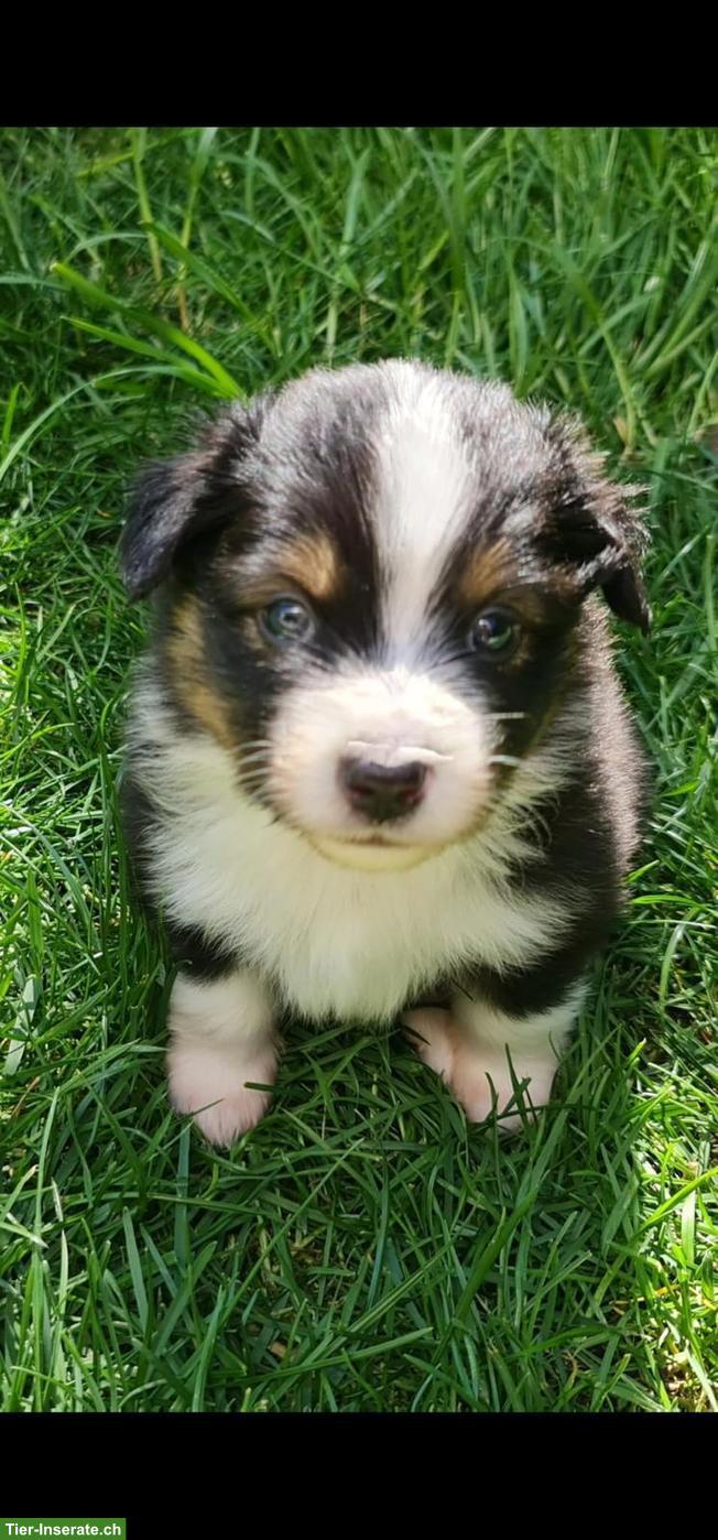 Bild 6: Mini Australian Shepherd Welpen