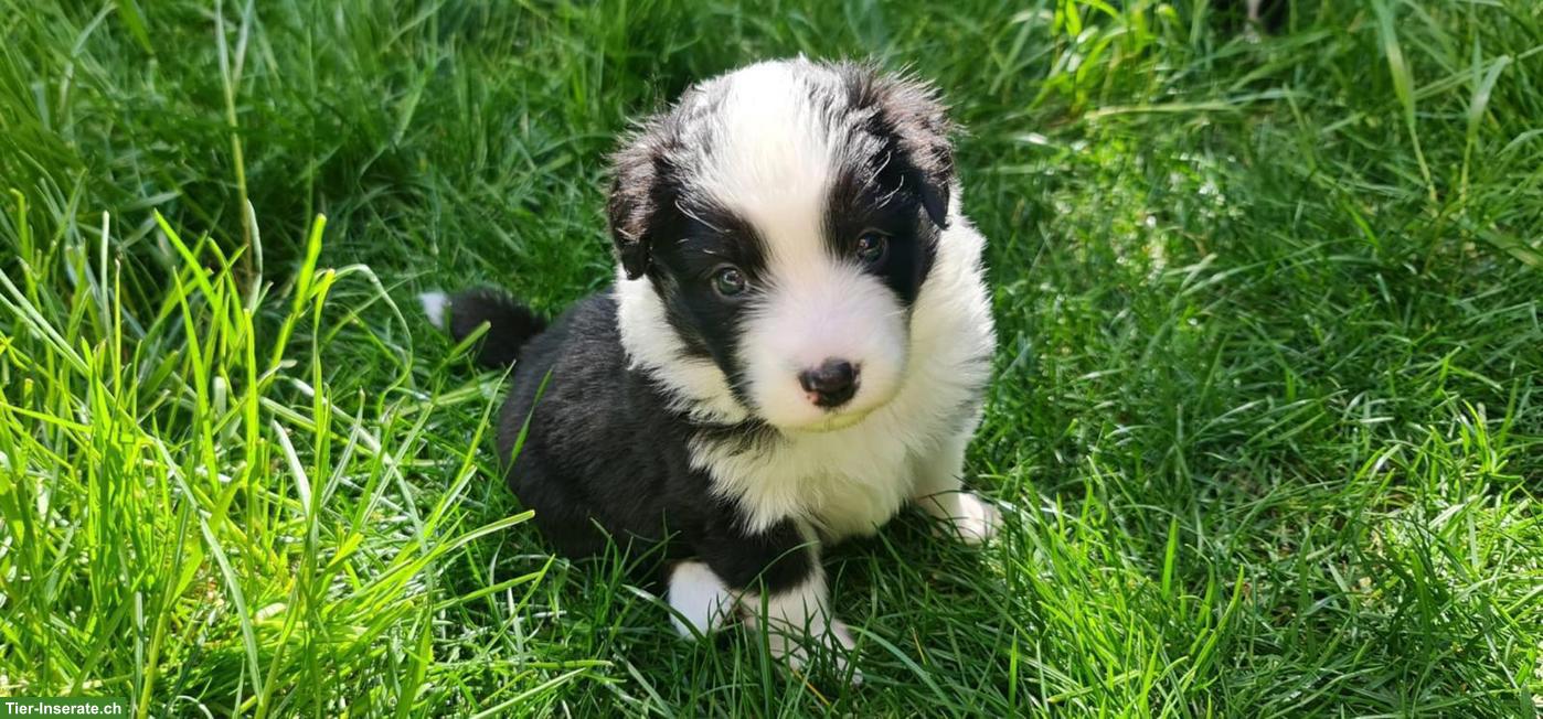 Bild 7: Mini Australian Shepherd Welpen