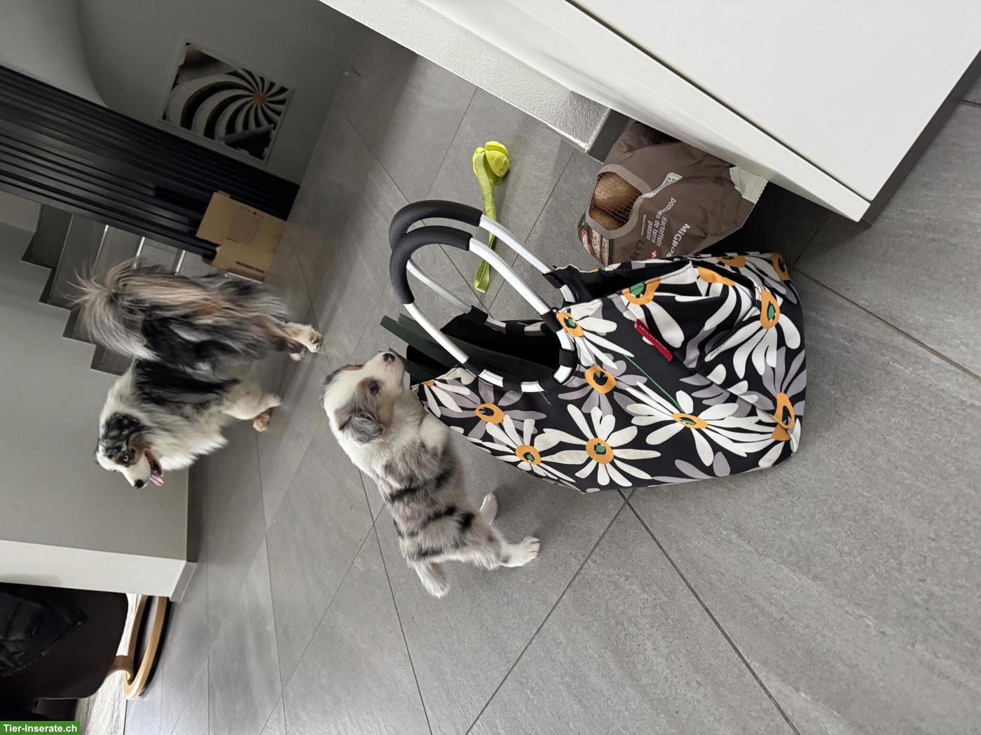 Bild 8: Mini Australian Shepherd Welpen