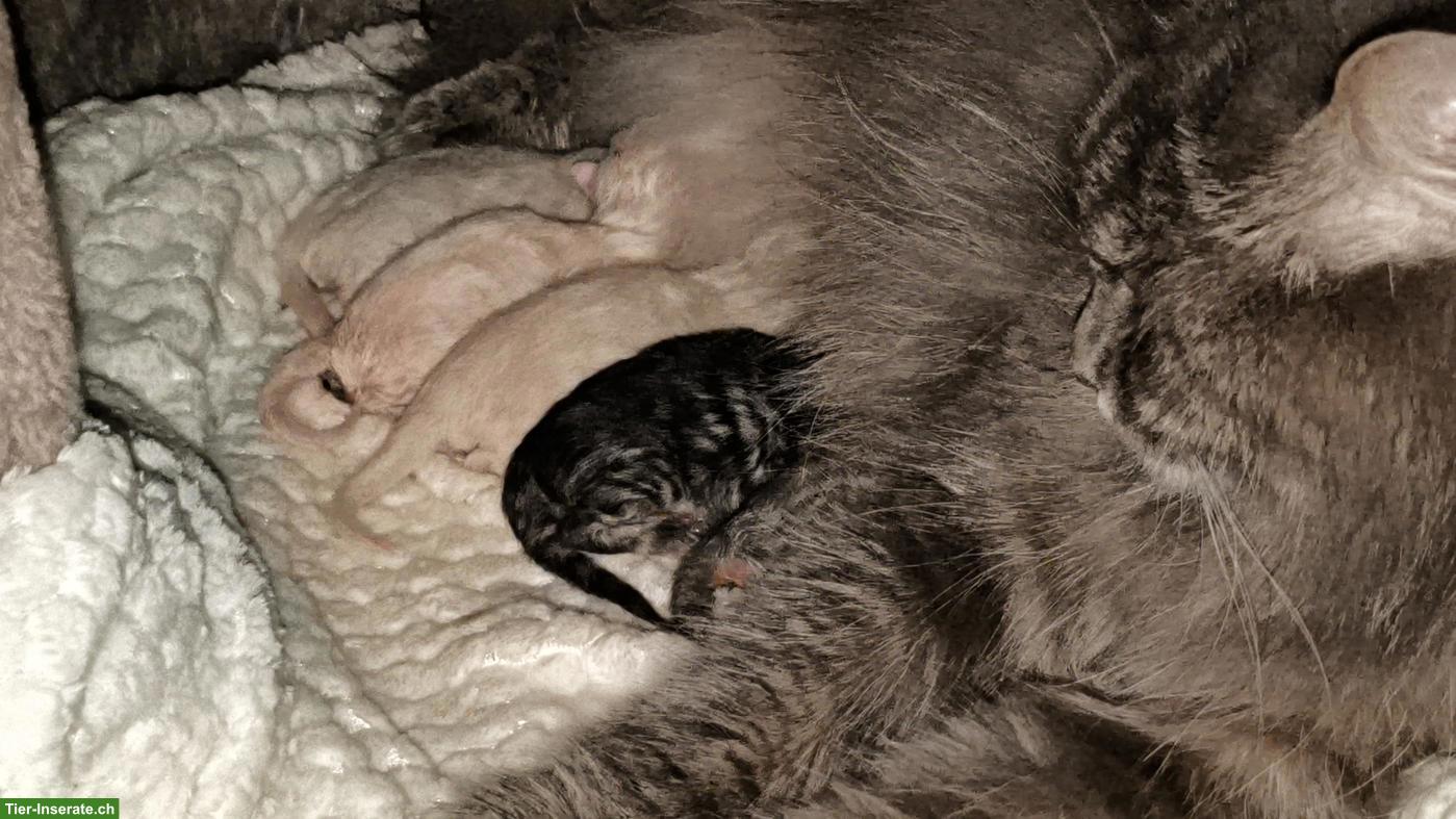 Sibirische Katze / Neva Masquarade Kitten sucht liebes Zuhause 🐾