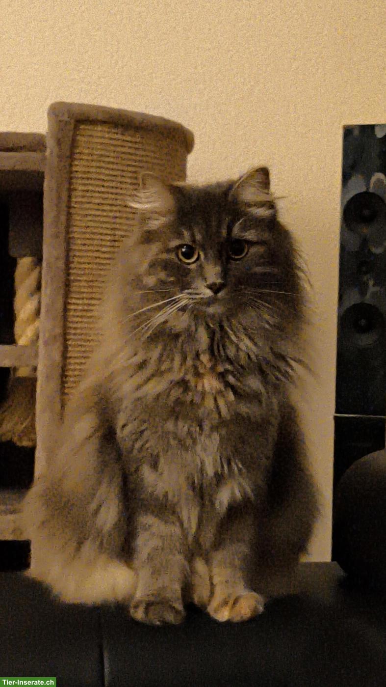 Bild 2: Sibirische Katze / Neva Masquarade Kitten sucht liebes Zuhause 🐾