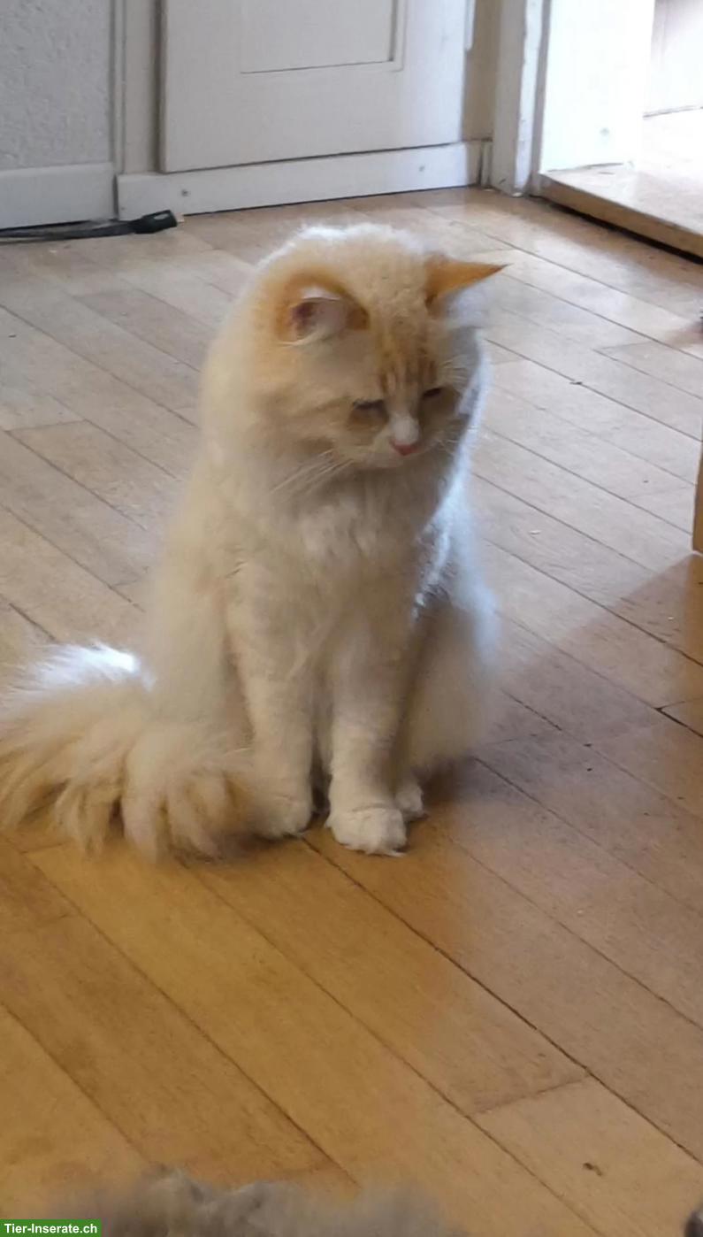 Bild 3: Sibirische Katze / Neva Masquarade Kitten sucht liebes Zuhause 🐾