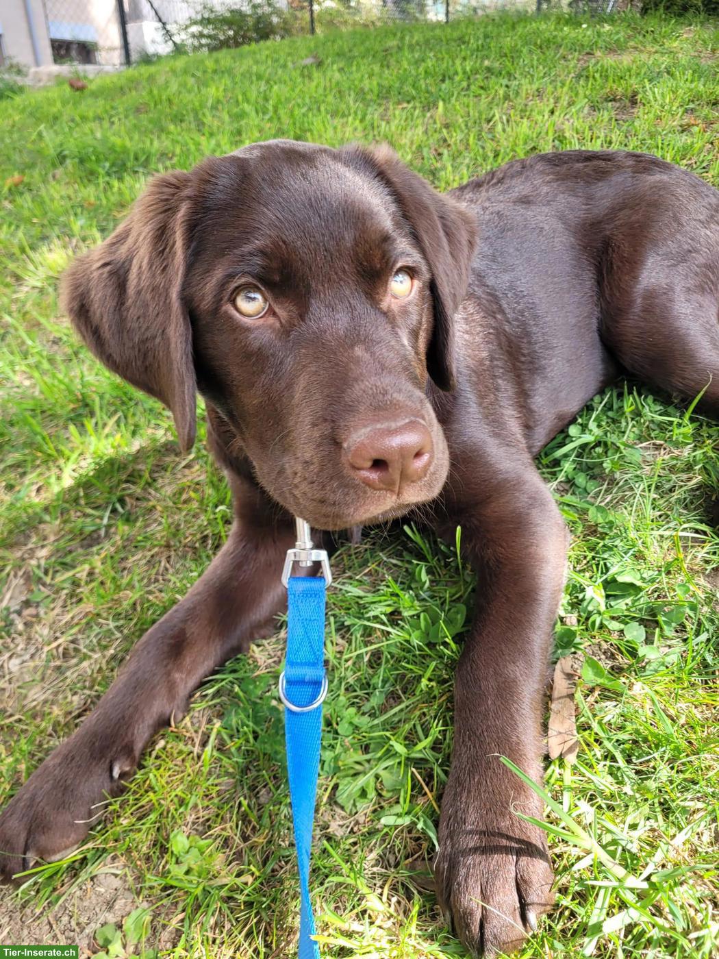 Welpen Labrador Retriever, männlich, braun