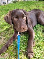 Welpen Labrador Retriever, männlich, braun