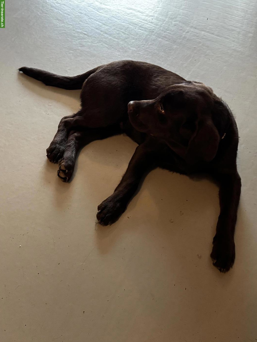 Bild 2: Welpen Labrador Retriever, männlich, braun