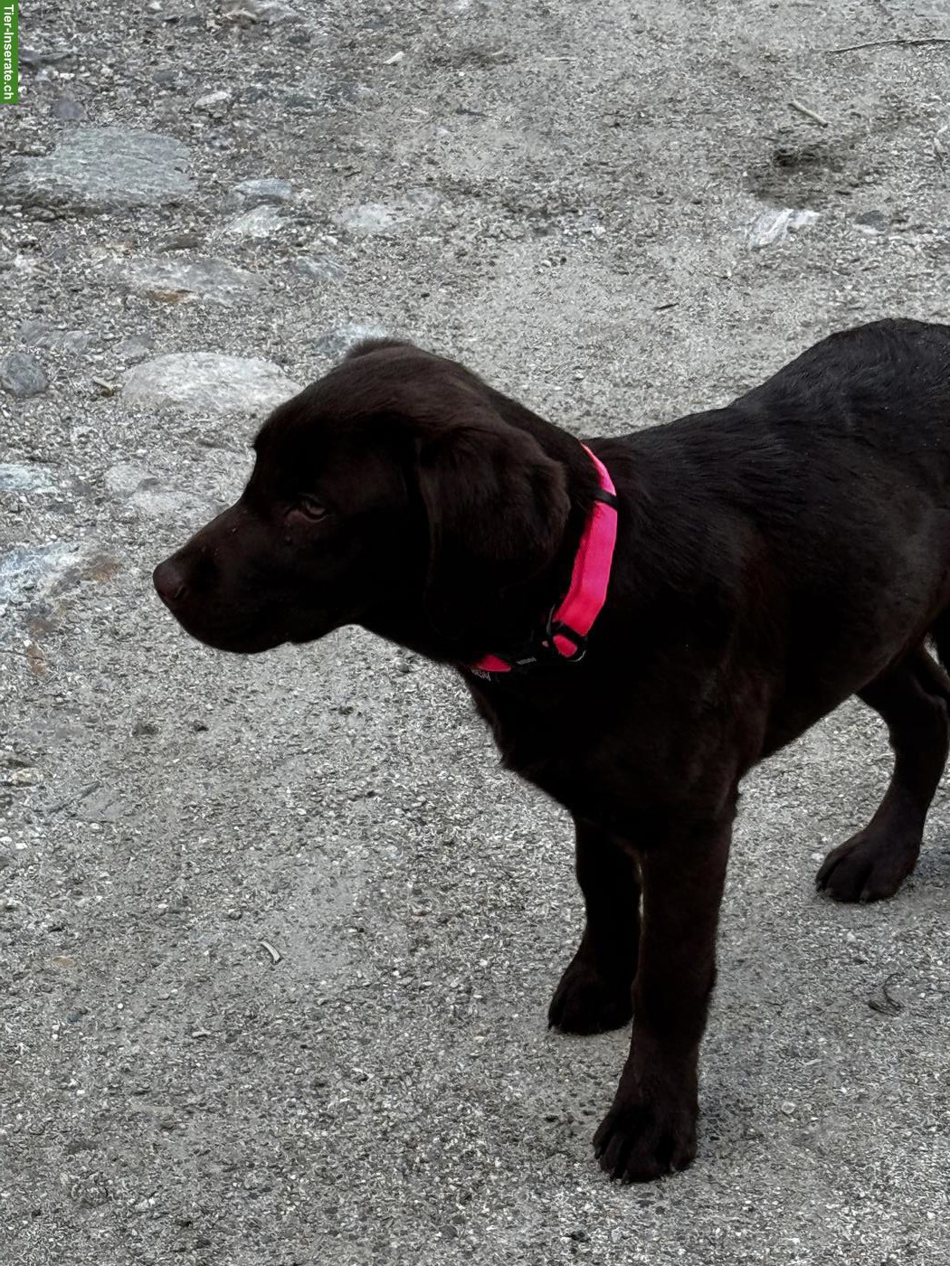 Bild 3: Welpen Labrador Retriever, männlich, braun