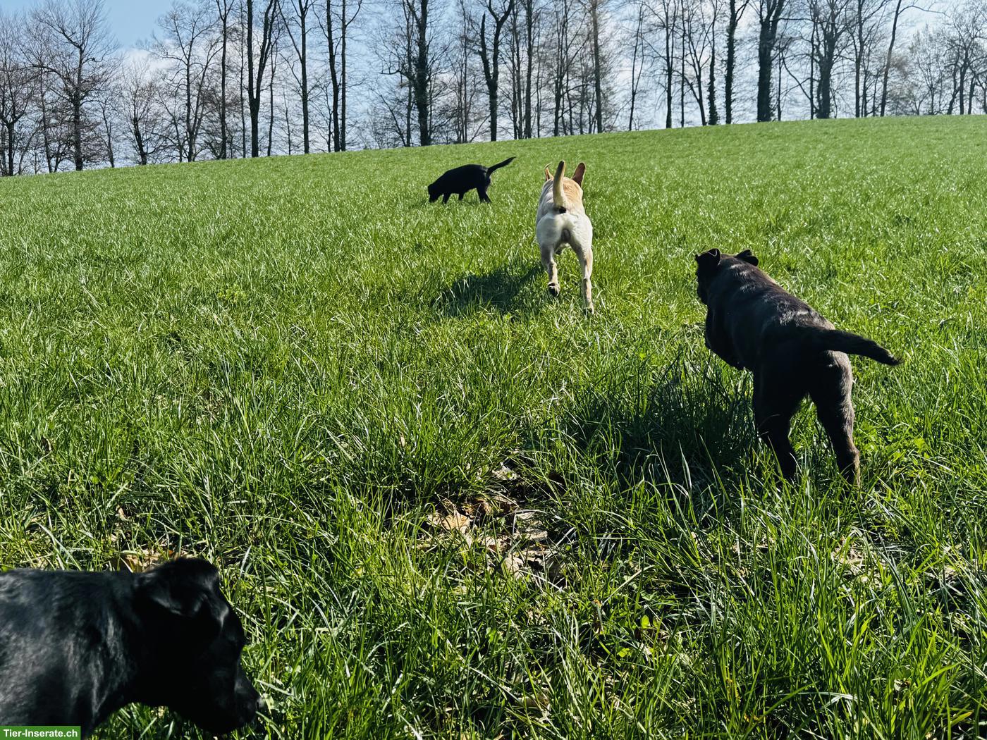 Bild 4: Welpen Labrador Retriever, männlich, braun