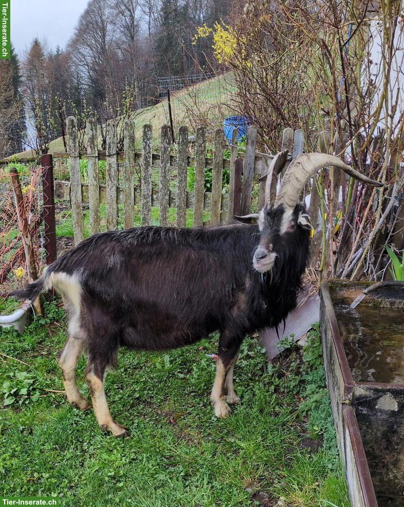 Bündner Strahlenziegenbock mit Papieren