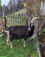 Bündner Strahlenziegenbock mit Papieren