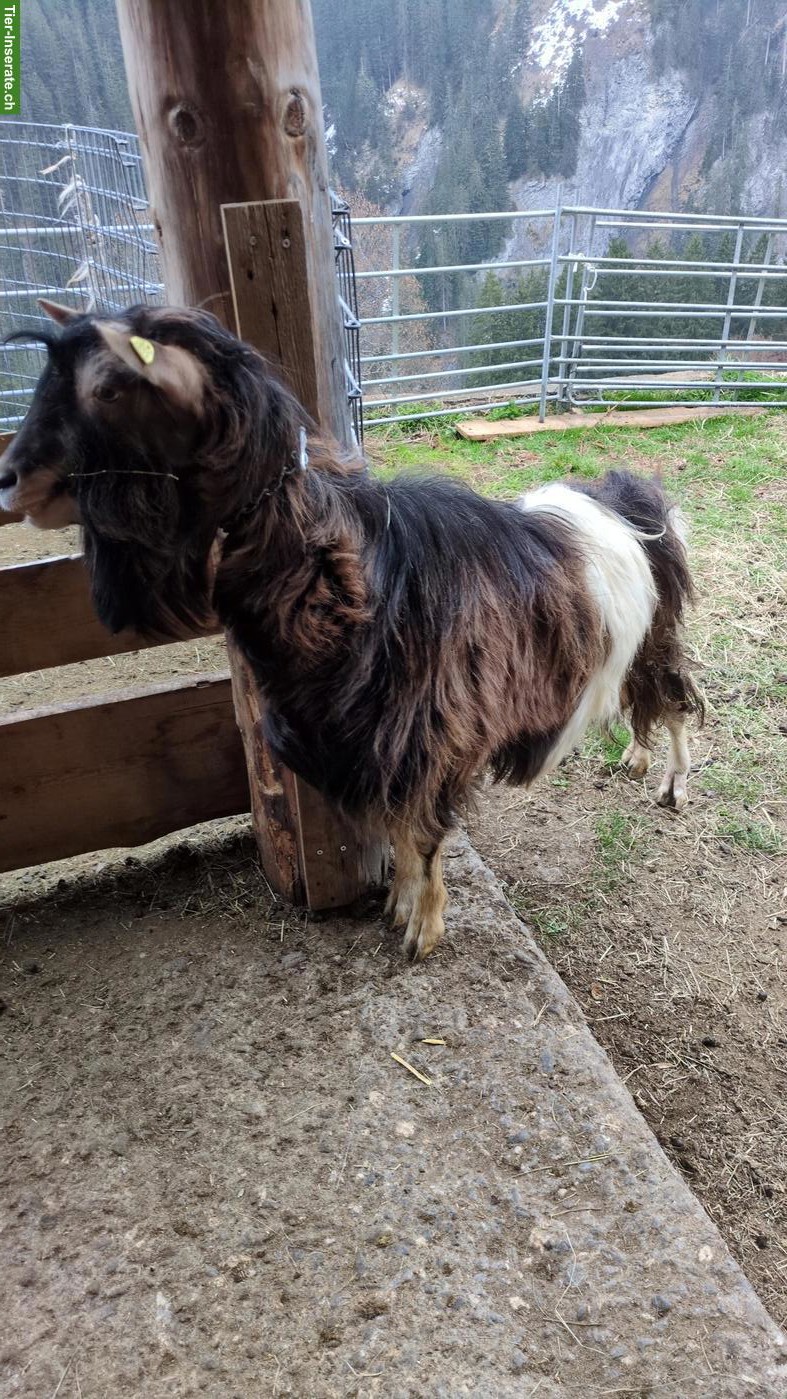 Gurt Ziegenbock (Kreuzung) zu verkaufen
