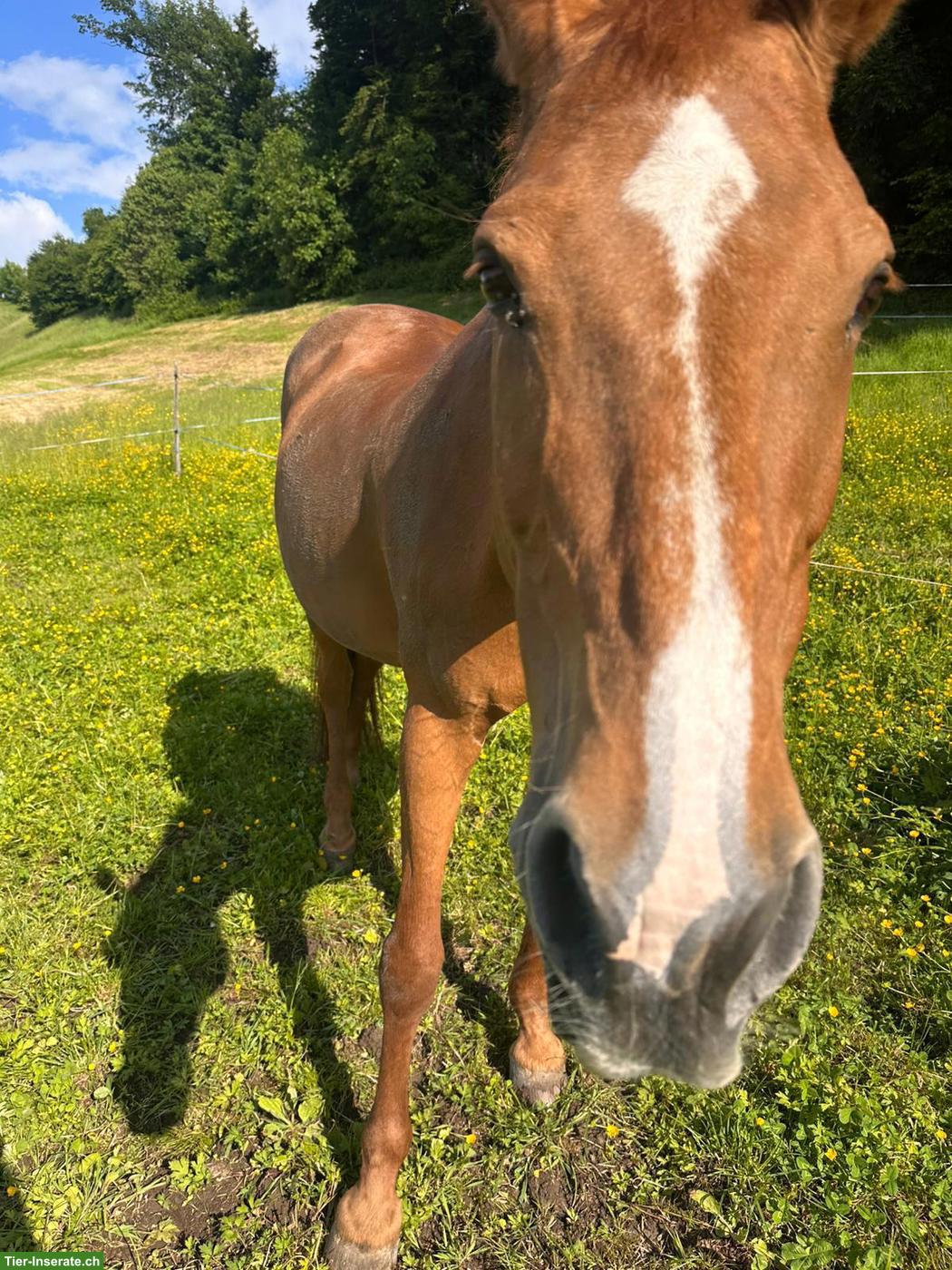 Reitbeteiligung in Wollerau SZ