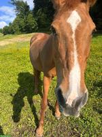 Reitbeteiligung in Wollerau SZ
