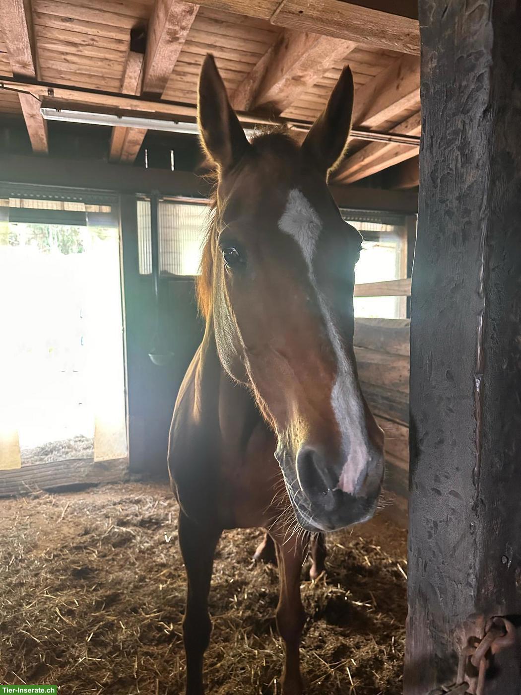 Bild 2: Reitbeteiligung in Wollerau SZ