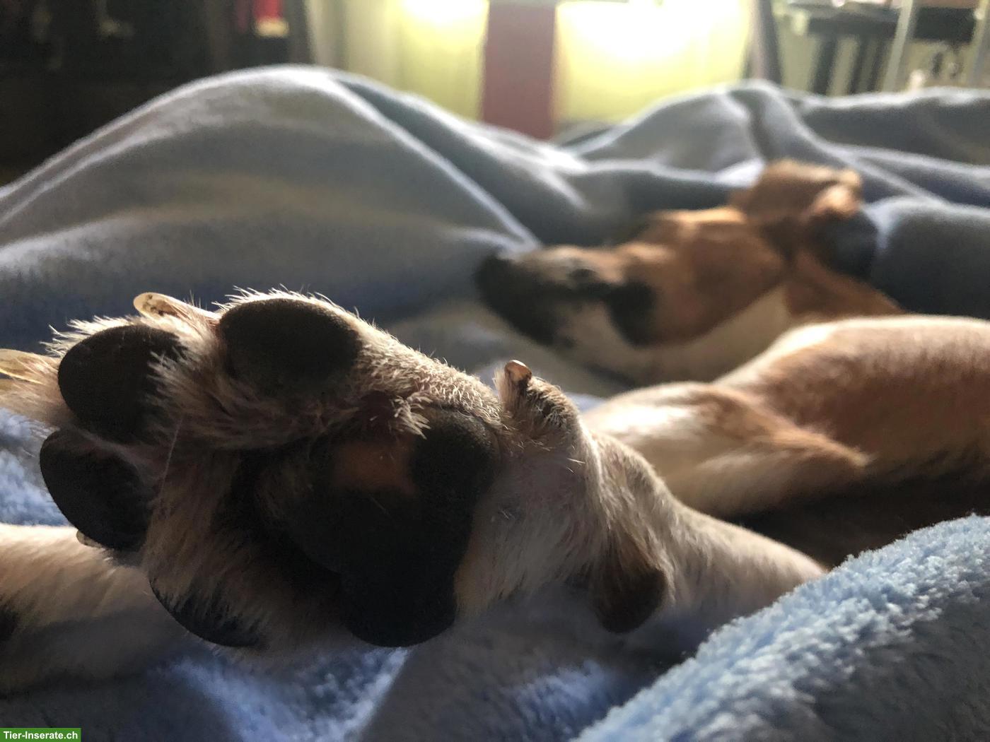 Mensch-Hund Team: Betreuung, Trauma- und Verhaltenstherapie