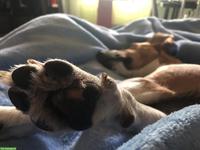 Mensch-Hund Team: Betreuung, Trauma- und Verhaltenstherapie