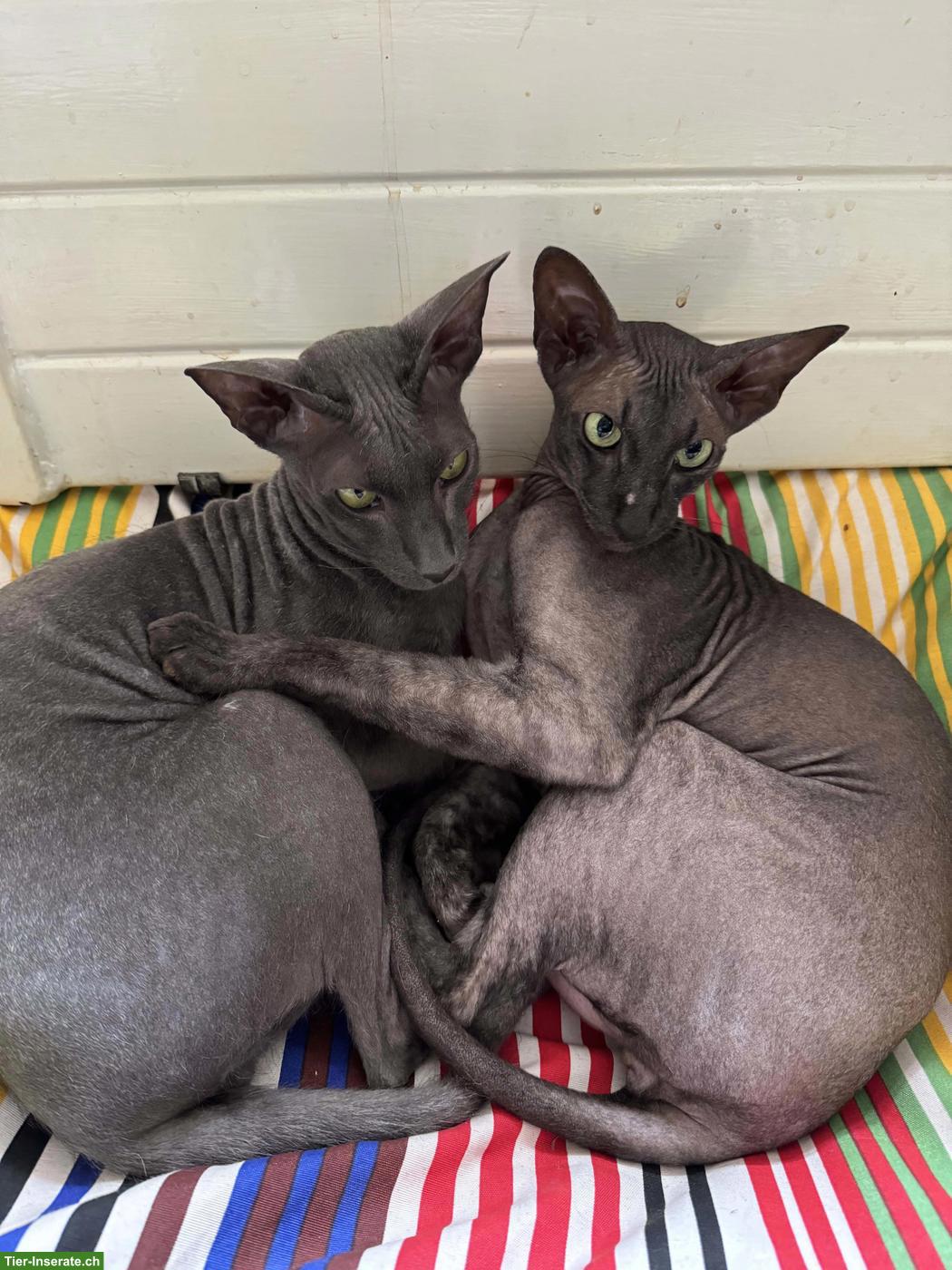 2 liebe Peterbald Kater suchen dringend neues Zuhause