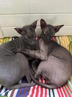 2 liebe Peterbald Kater suchen dringend neues Zuhause