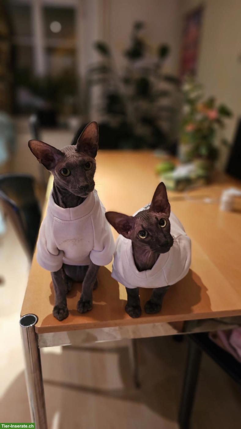 Bild 2: 2 liebe Peterbald Kater suchen dringend neues Zuhause