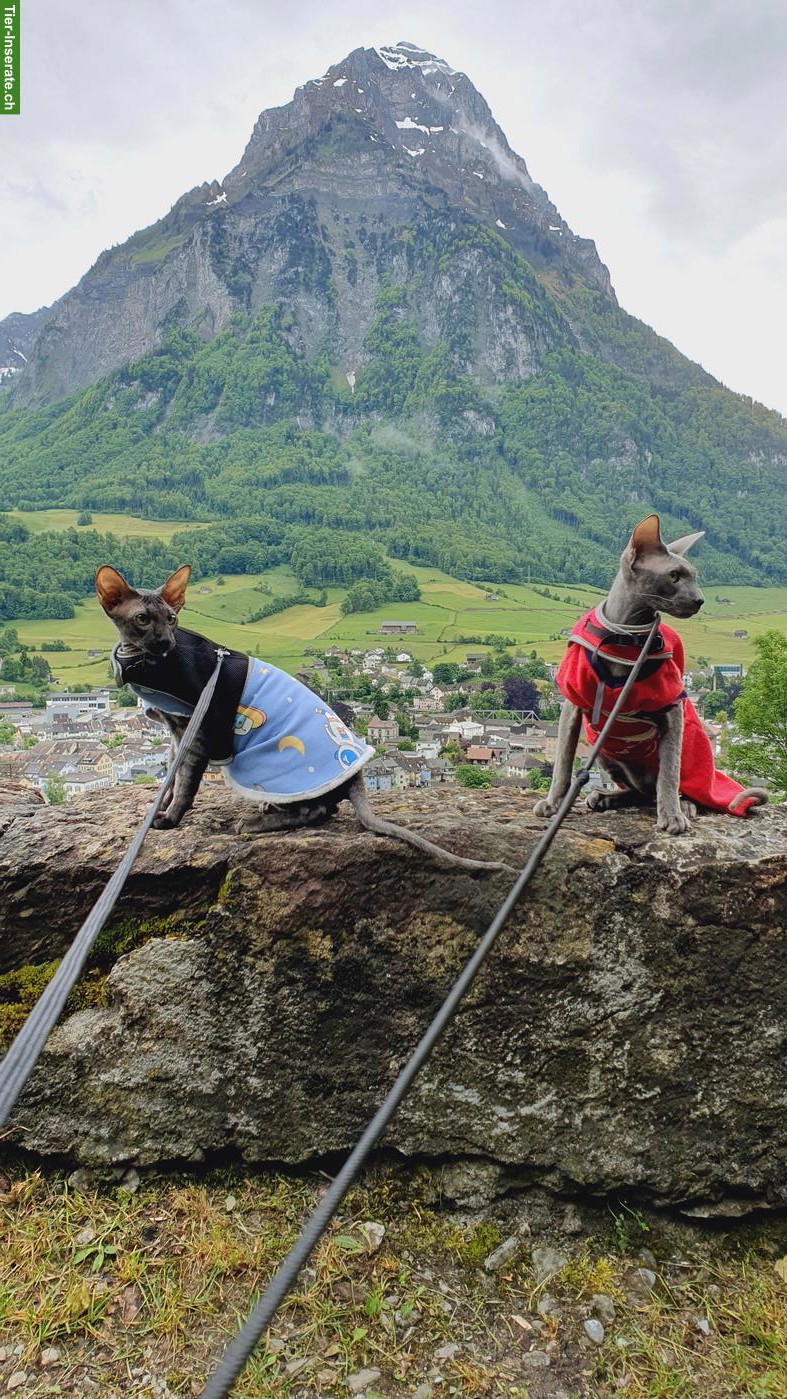 Bild 3: 2 liebe Peterbald Kater suchen dringend neues Zuhause