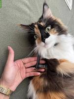 Dreifarbige Maine Coon Glückskatze, sehr verschmust & menschenbezogen