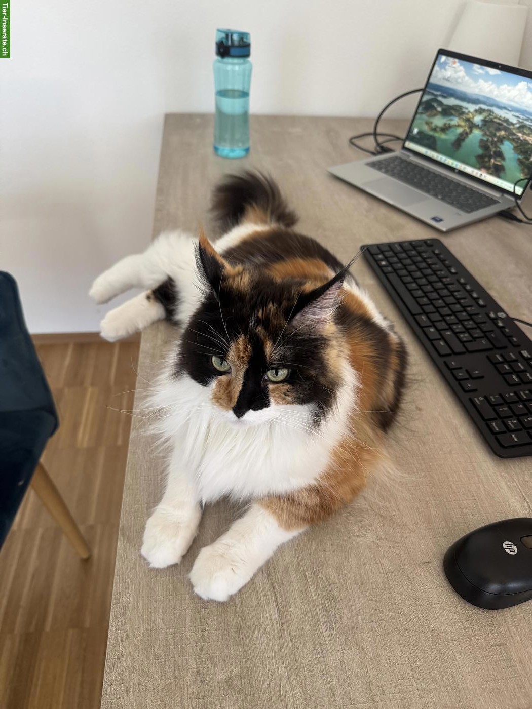 Bild 2: Dreifarbige Maine Coon Glückskatze, sehr verschmust & menschenbezogen