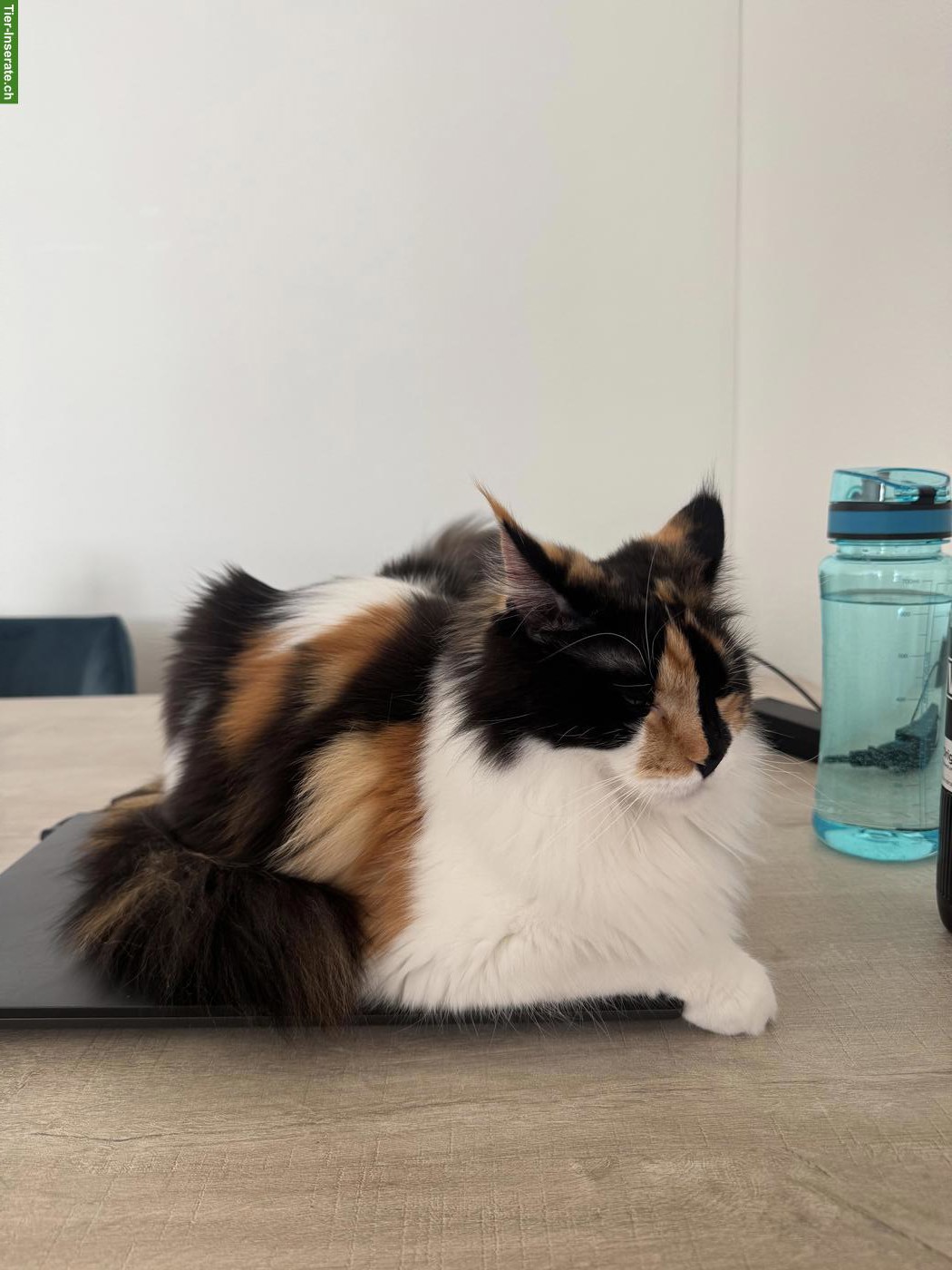 Bild 3: Dreifarbige Maine Coon Glückskatze, sehr verschmust & menschenbezogen