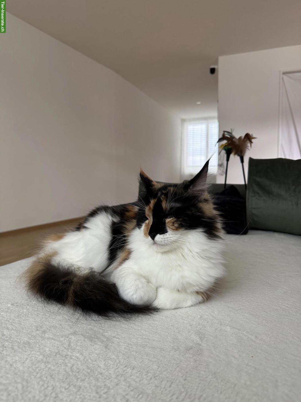 Bild 5: Dreifarbige Maine Coon Glückskatze, sehr verschmust & menschenbezogen