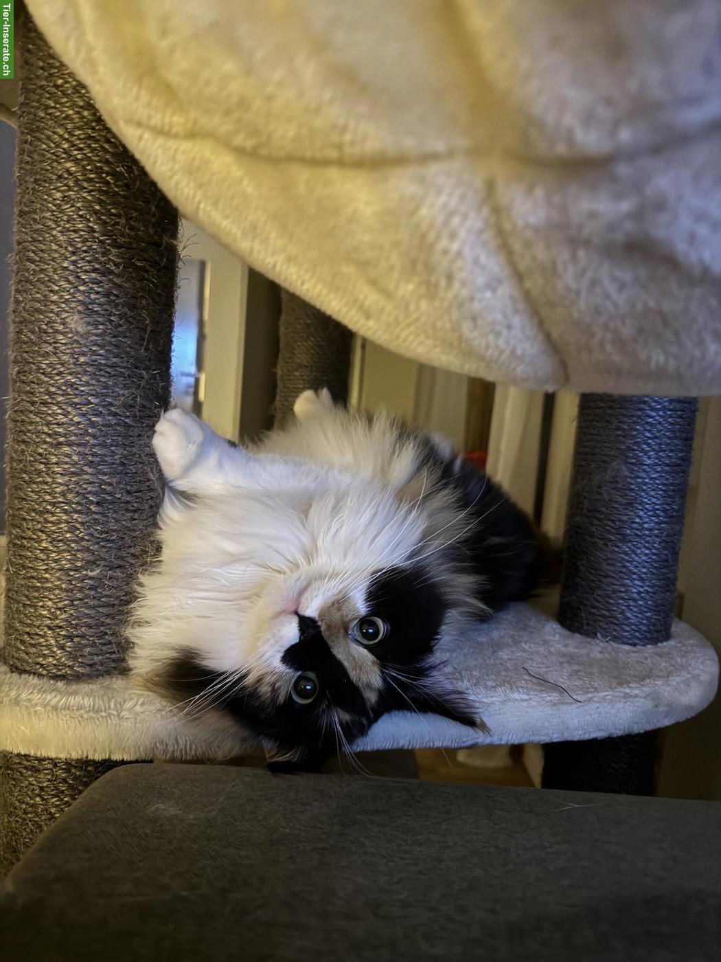 Bild 6: Dreifarbige Maine Coon Glückskatze, sehr verschmust & menschenbezogen