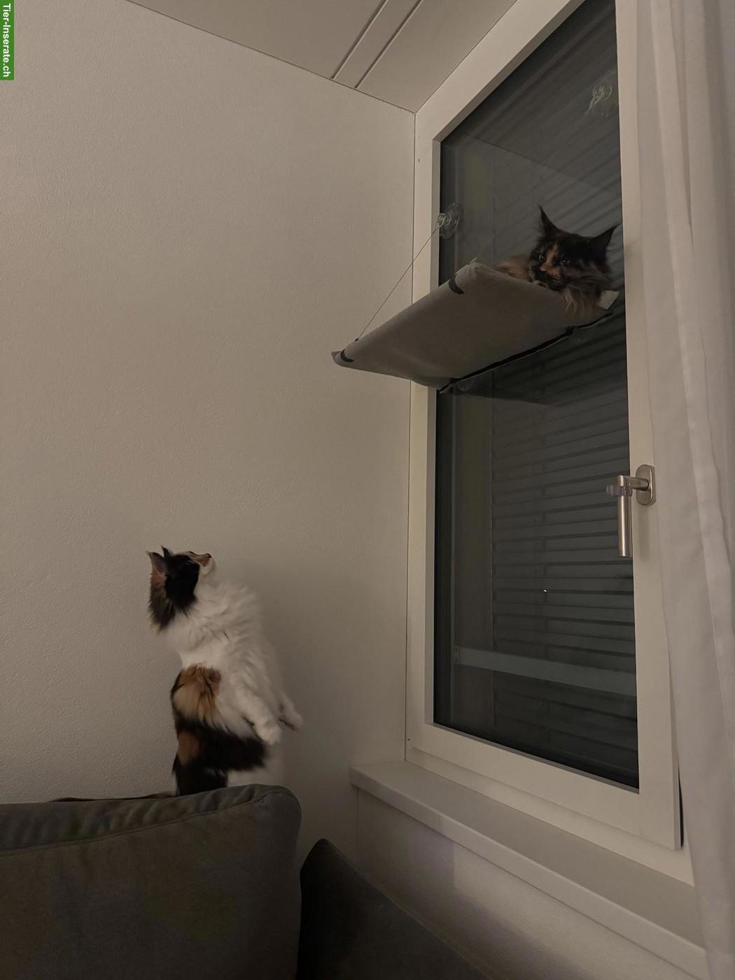 Bild 7: Dreifarbige Maine Coon Glückskatze, sehr verschmust & menschenbezogen