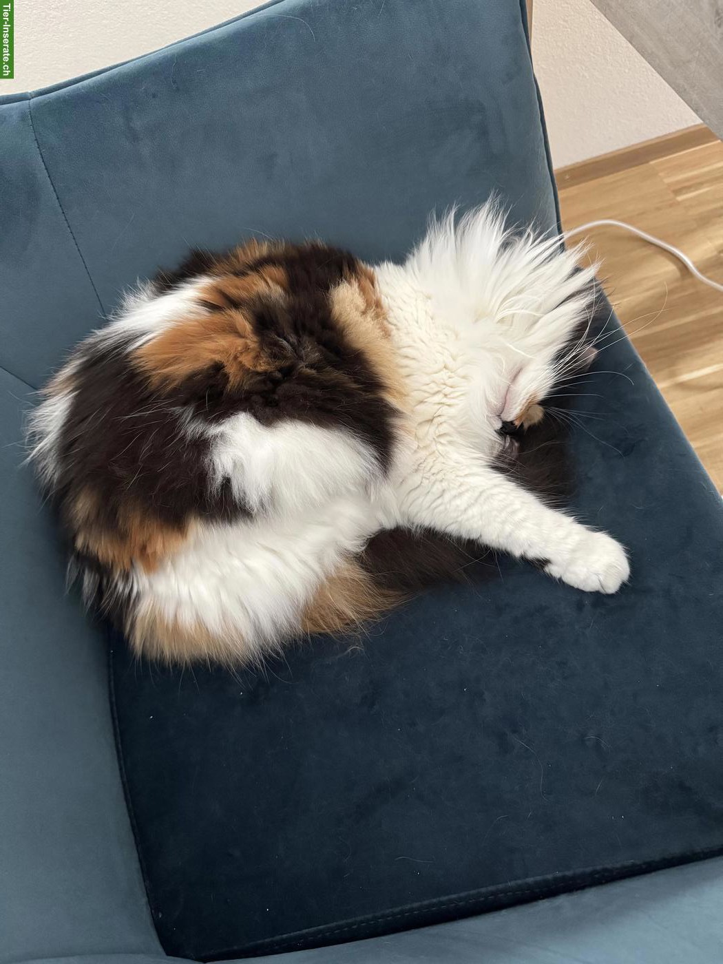 Bild 8: Dreifarbige Maine Coon Glückskatze, sehr verschmust & menschenbezogen