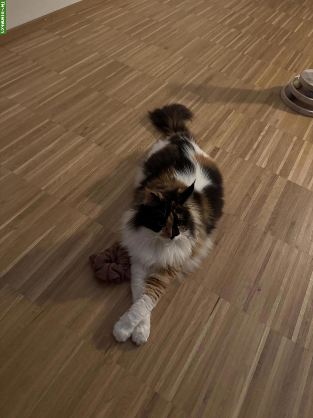 Bild 9: Dreifarbige Maine Coon Glückskatze, sehr verschmust & menschenbezogen