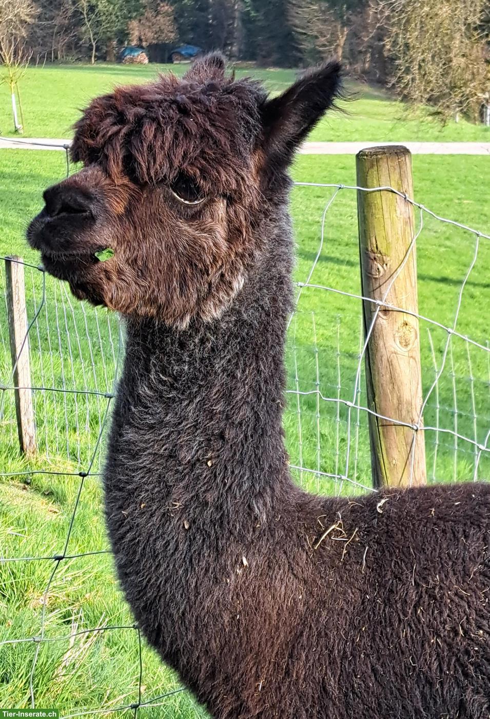 Hobby-Alpaka Stuten "Cola" & "Rinja"