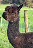 Hobby-Alpaka Stuten "Cola" & "Rinja"