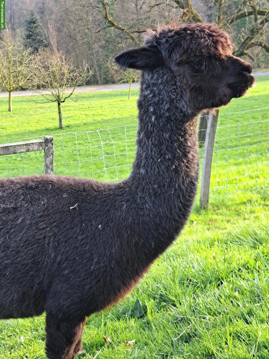 Bild 2: Hobby-Alpaka Stuten "Cola" & "Rinja"