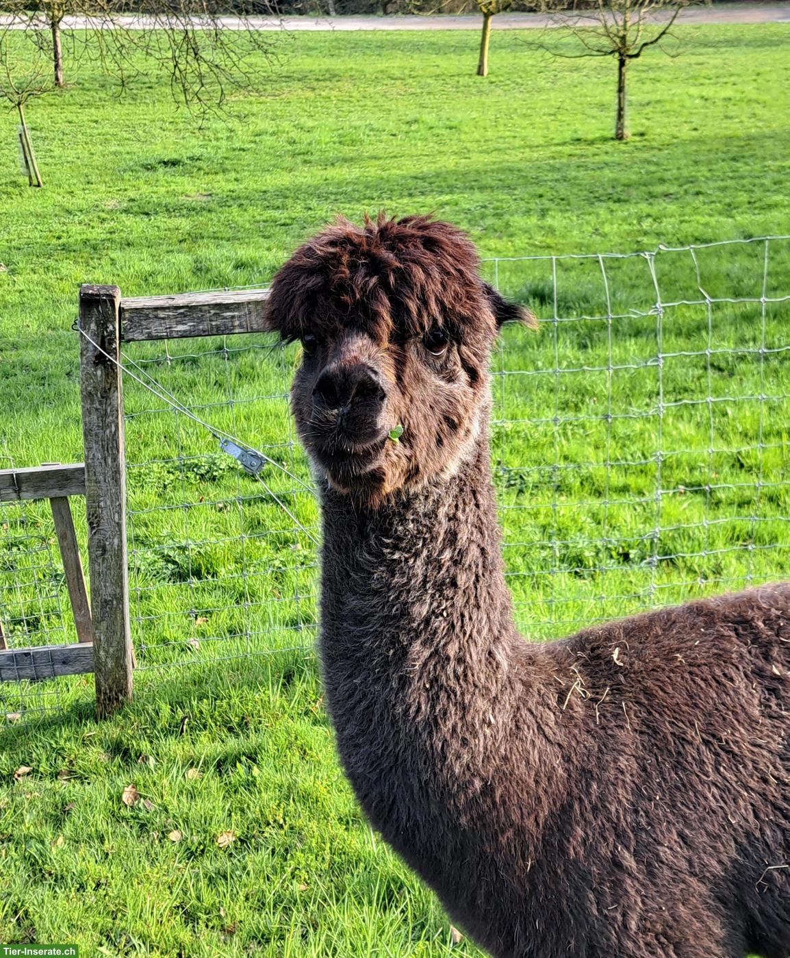 Bild 3: Hobby-Alpaka Stuten "Cola" & "Rinja"