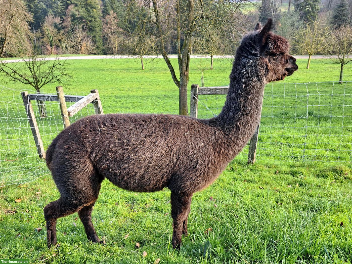 Bild 4: Hobby-Alpaka Stuten "Cola" & "Rinja"